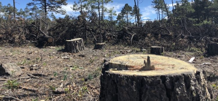 Tala clandestina pone en peligro bosques en la entidad