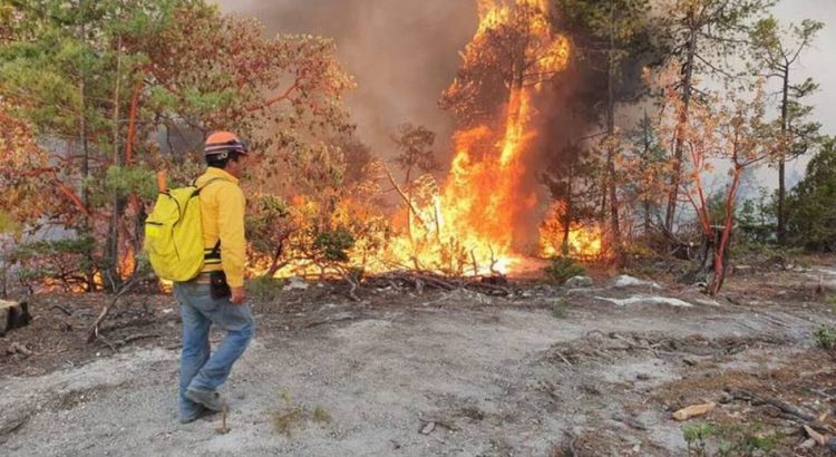 Reportan un total de 459 incendios forestales en la entidad