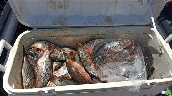 Decomisan 170 kilos de pescado y mariscos en Chihuahua
