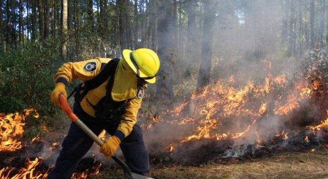 Incendios en Chihuahua afectan más de 7 mil 400 hectáreas