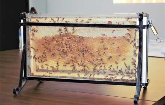 Guardianes Ecológicos aseguran y reubican a más de 17 mil abejas