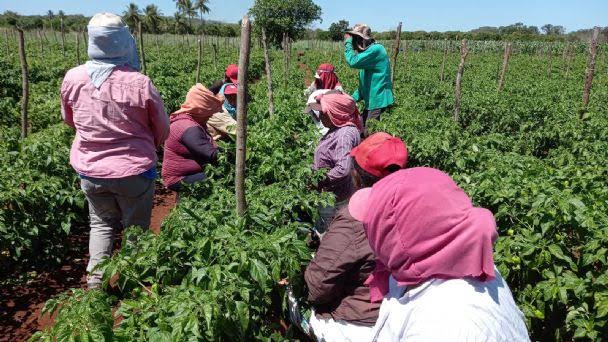 Productores de chiles explotan a jornaleros agrícolas
