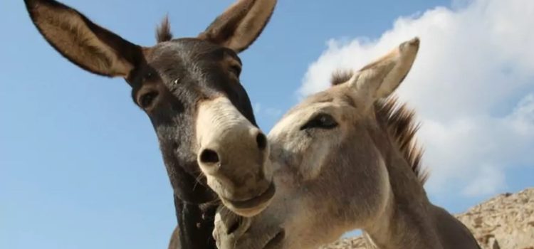 ¡Casamiento Inolvidable! Una boda de burros alegra las calles de Antalya, Turquía