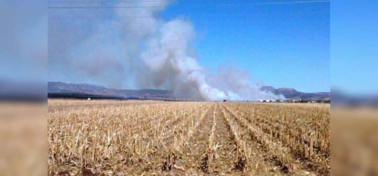 Buscan que el rastrojo para alimentar ganado se quede en Chihuahua y no se venda fuera