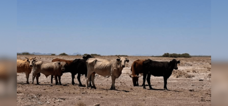 Sólo tres municipios de Chihuahua no registran sequía