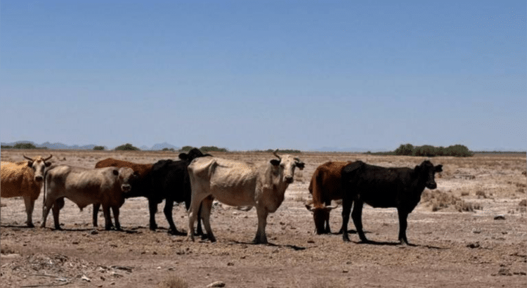 Sólo tres municipios de Chihuahua no registran sequía