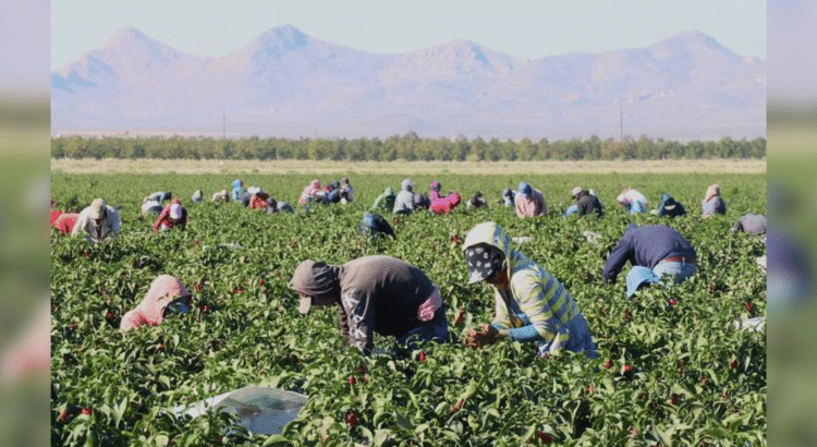 Por sequía prolongada, productos del campo podrían sufrir alzas de precios en 2025