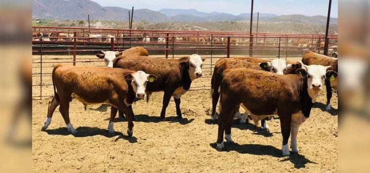 Chihuahua invierte recursos extraordinarios para frenar el gusano barrenador: Gobierno del Estado