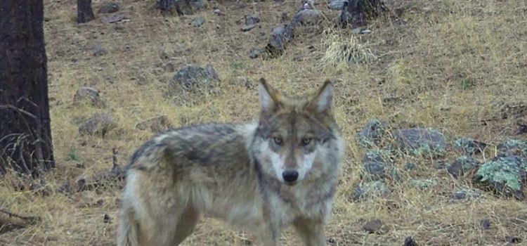 Lobo mexicano nacido en libertad fue visto en Chihuahua Lobo mexicano nacido en libertad fue visto en Chihuahua