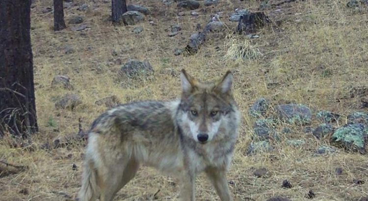Lobo mexicano nacido en libertad fue visto en Chihuahua