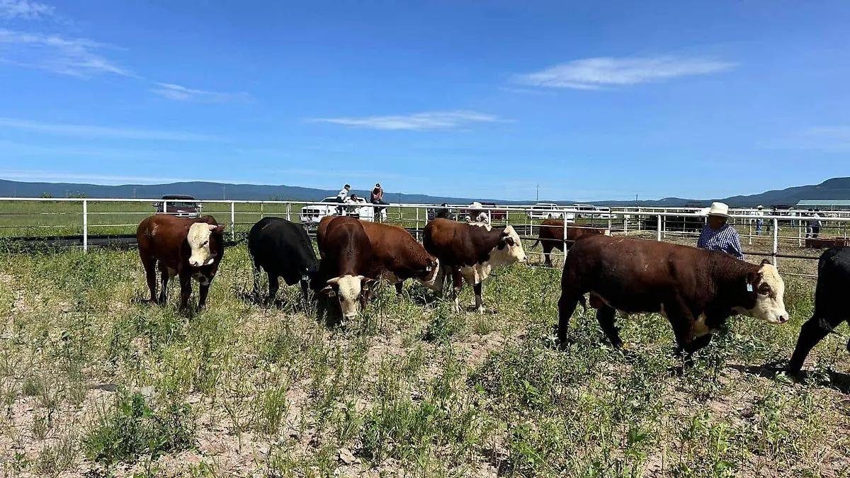 Refuerzan vigilancia sanitaria en Chihuahua para prevenir tuberculosis bovina