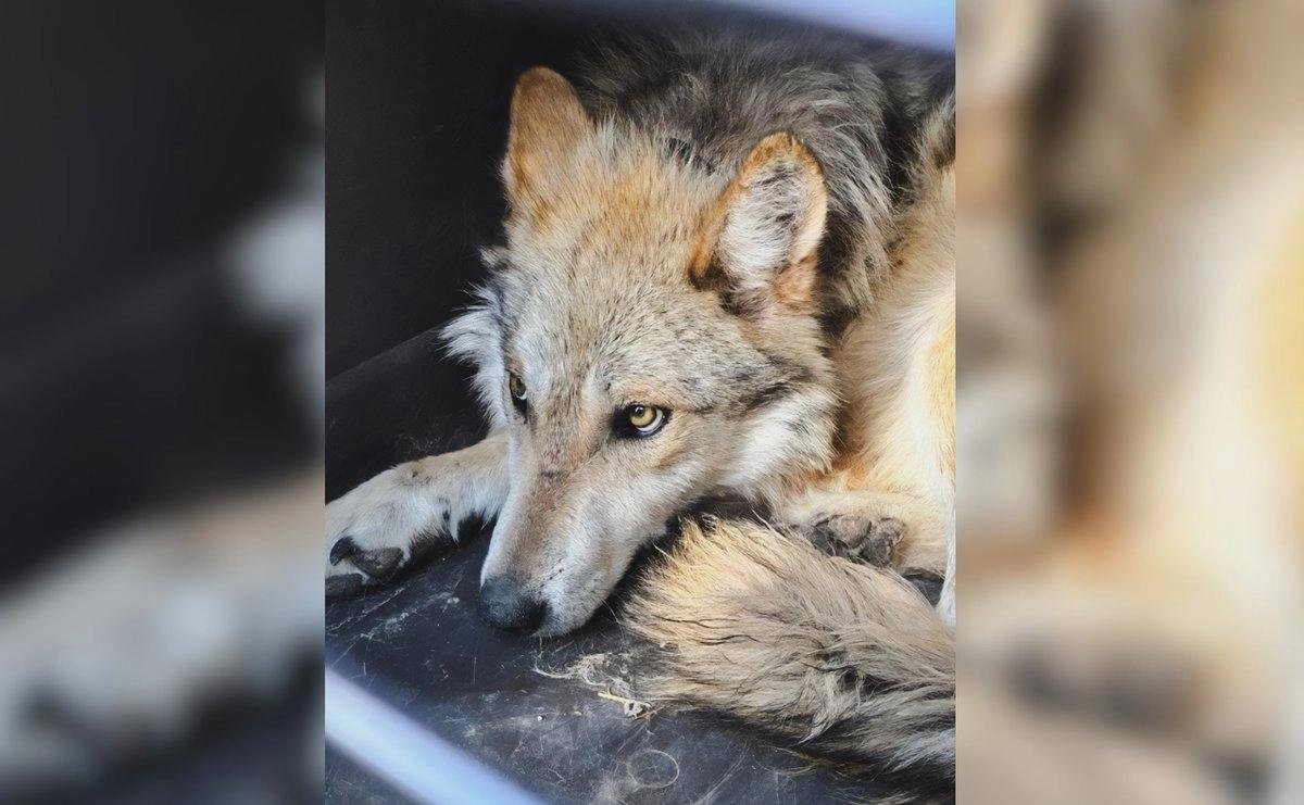 Liberan tres ejemplares de lobo mexicano en Chihuahua