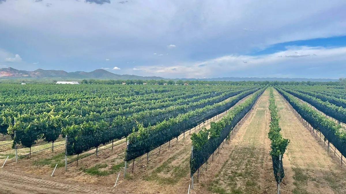 Consolida Chihuahua crecimiento de su sector vitivinícola y enoturístico