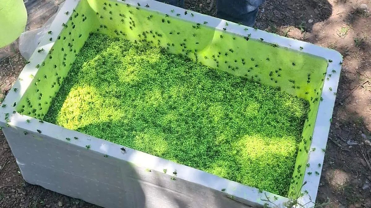 Piden no identificar por su color a las moscas liberadas contra el gusano barrenador